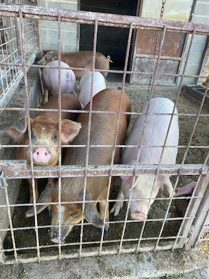 Vând porci landrace  - imagine 2