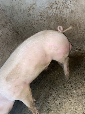 Vând porci landrace  - imagine 3