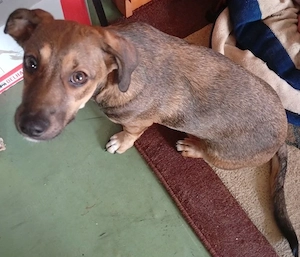 donatie pui fetita - imagine 2