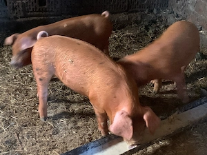 Vand 3 femele  - imagine 4