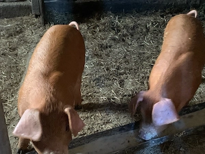 Vand 3 femele  - imagine 3