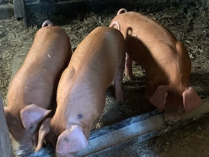 Vand 3 femele  - imagine 2