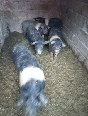 Porci soldat bazna - imagine 2