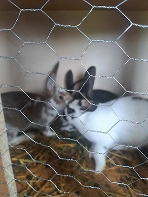 Vand iepuri - imagine 3