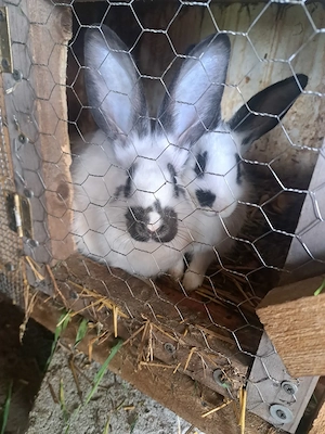 Vand iepuri - imagine 2