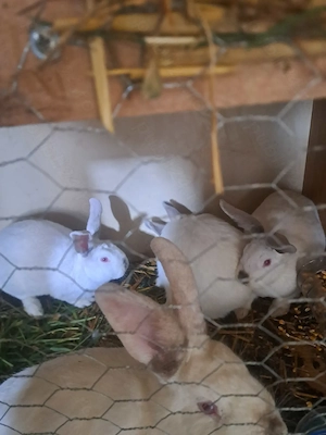 Vand iepuri - imagine 5