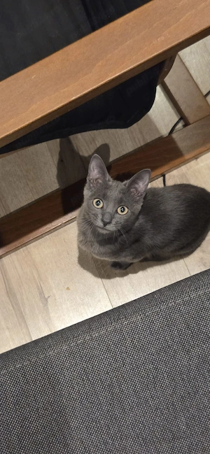 Motănel Albastru de Rusia (8 luni)   Jucăuș și Elegant - imagine 2