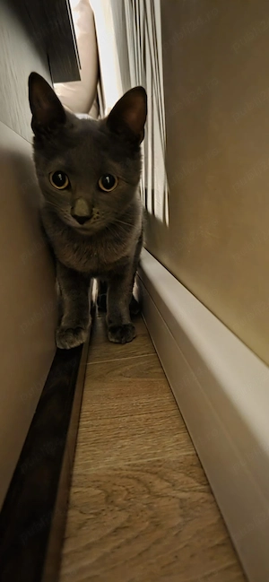 Motănel Albastru de Rusia (8 luni)   Jucăuș și Elegant - imagine 3