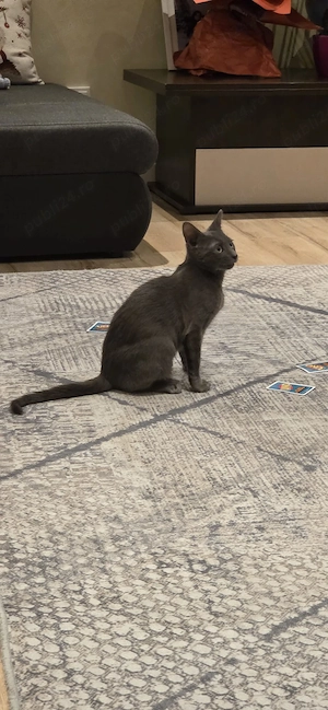 Motănel Albastru de Rusia (8 luni)   Jucăuș și Elegant - imagine 4