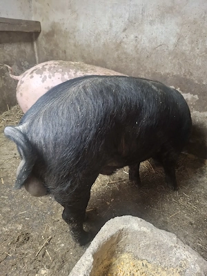 Vând vier bazna - imagine 3