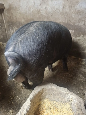 Vând vier bazna - imagine 2