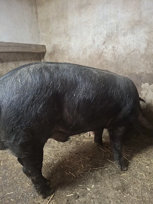 Vând vier bazna - imagine 4