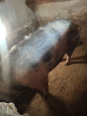 Vând porci mari pt sacrificat - imagine 3