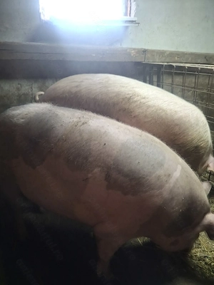 Vând porci mari pt sacrificat
