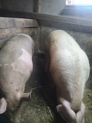 Vând porci mari pt sacrificat - imagine 2