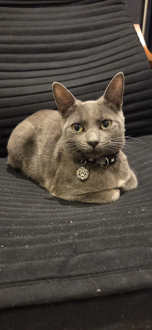 Motănel Albastru de Rusia (8 luni)   Jucăuș și Elegant