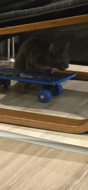 Motănel Albastru de Rusia (8 luni)   Jucăuș și Elegant - imagine 5