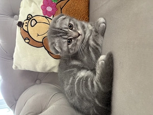 Pui matase japoneza  - imagine 2