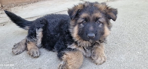 Ciobanesc German par lung  - imagine 3