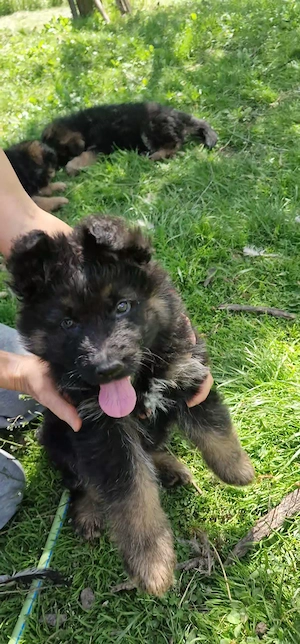 Ciobanesc German par lung  - imagine 5