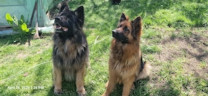 Ciobanesc German par lung  - imagine 2