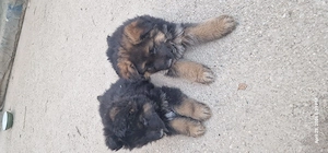 Ciobanesc German par lung  - imagine 4