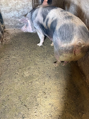 Vand scroafa - imagine 4