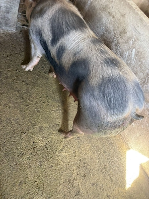 Vand scroafa - imagine 5