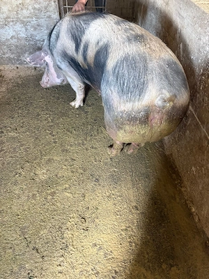 Vand scroafa - imagine 2