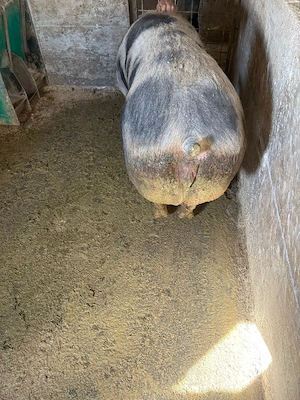 Vand scroafa - imagine 3