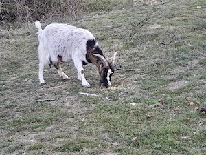 Capra +ied de vanzare