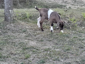 Capra +ied de vanzare - imagine 2