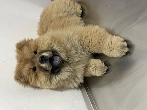 Fetiță chow chow pufoasă și jucăușă - imagine 3