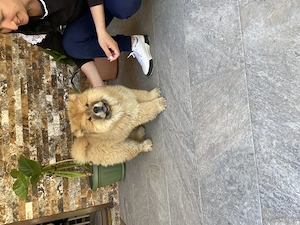 Fetiță chow chow pufoasă și jucăușă - imagine 5