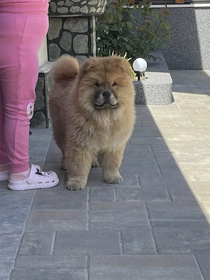 Fetiță chow chow pufoasă și jucăușă