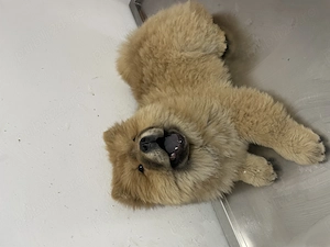 Fetiță chow chow pufoasă și jucăușă - imagine 4