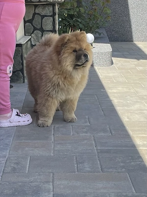 Fetiță chow chow pufoasă și jucăușă - imagine 2