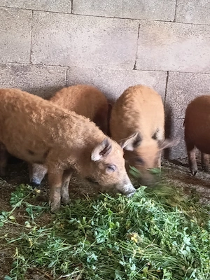 Vand purceii de mangalița de 10 săptămâni  - imagine 2