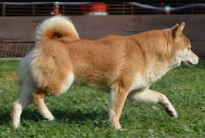 Shiba -Inu