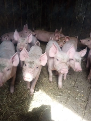 Vând purceluși sănătoși, crescuți în gospodărie.Pentru mai multe detalii,  