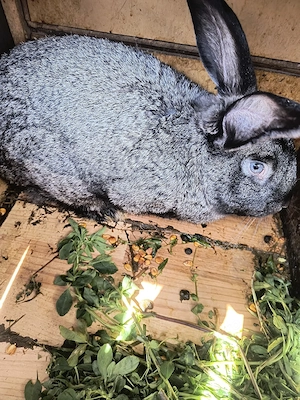 iepuri se duc la casa nou 