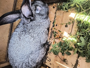 iepuri se duc la casa noua 