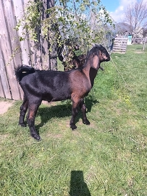 Iezi anglo nubian metis cu alpin francez - imagine 4