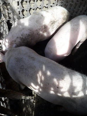 porci de vănzare - imagine 2