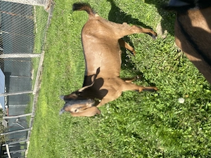 Iezi anglo nubian metis cu alpin francez - imagine 5