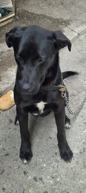 Caine pui Labrador - imagine 3