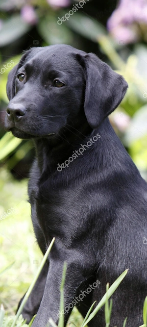 Caine pui Labrador