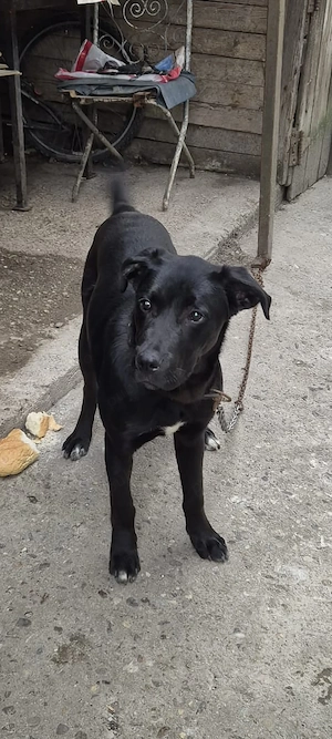 Caine pui Labrador - imagine 2