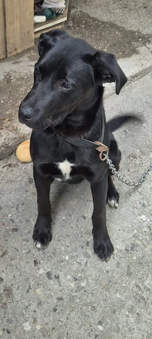 Caine pui Labrador - imagine 4