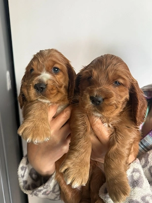 Cocker Spaniel fetita si baiat - imagine 2